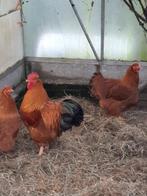 Haan en 4 hennen, Dieren en Toebehoren, Pluimvee, Meerdere dieren, Kip