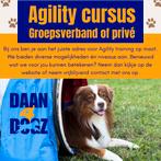 Agility training in Den Dungen, Dieren en Toebehoren, Ophalen, Nieuw