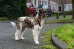 MENSGERICHTE PUP, DRAGO , REUTJE, KLEINE MIDDELMAAT ( IN NL), Particulier, 15 weken tot 1 jaar, Reu, Buitenland