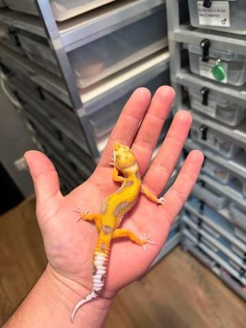 0.1 white and yellow tremper firebold cross beschikbaar voor biedingen