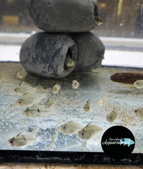 Guianacara owroewefi, Dieren en Toebehoren, Vissen | Aquariumvissen, Zoetwatervis, Vis