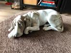 Prachtige hond Lladro., Ophalen of Verzenden, Zo goed als nieuw, Dier