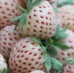 50 witte aardbeiplanten + stekken voor 2026, Ophalen, Volle zon, Vaste plant, Zomer