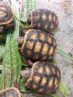 Kolenbranderschildpadden, Dieren en Toebehoren, Slang, 0 tot 2 jaar