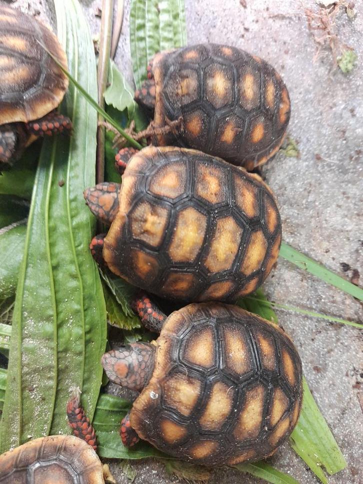 Kolenbranderschildpadden