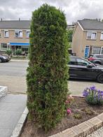 2 coniferen gratis op te halen, Ophalen, Conifeer, 100 tot 250 cm