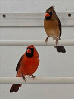 Rode kardinalen koppel, Dieren en Toebehoren, Vogels | Overige Vogels, Meerdere dieren, Wildzangvogel, Geringd