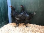 Jonge tamme Australorp kippen hennen gesekst en ingeënt, Dieren en Toebehoren, Pluimvee, Kip, Vrouwelijk