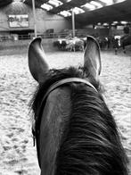 (Western)Bijrijder gezocht, Dieren en Toebehoren, Ophalen, Western