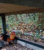 Hollandse kriel haan en hen, Dieren en Toebehoren, Pluimvee