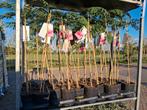 Albizia julibrissin, Perzische slaapboom 100 cm €17,50, In pot, Halfschaduw, Ophalen of Verzenden, 100 tot 250 cm