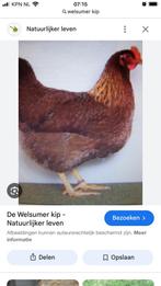 Welsumer kuikens in totaal nog 3 stuks, Dieren en Toebehoren, Pluimvee, Meerdere dieren, Kip