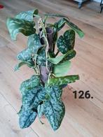 Leuke scindapsus pictus exotica plant, Ophalen of Verzenden, Overige soorten, Minder dan 100 cm