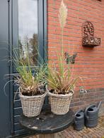 2 Pampas siergrassen in rieten pot, Ophalen, Volle zon, Vaste plant, Siergrassen