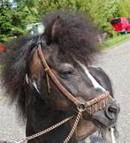 AMHR AMHA NMPRS Geregistreerd mini hengstje!, Dieren en Toebehoren, Pony's, Niet van toepassing, Hengst, A pony (tot 1.17m), 11 jaar of ouder