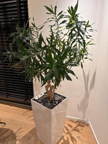 Grote bloempot met kunstplant - Nieuwegein beschikbaar voor biedingen