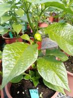 Bl Naga peperplant met superhete pepers, Ophalen, Minder dan 100 cm, Overige soorten, Zomer