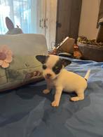chihuahua pup reutje, Dieren en Toebehoren, Honden | Chihuahua's en Gezelschapshonden, Reu, Eén hond, Chihuahua, Nederland