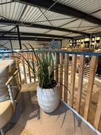 Kunstplanten met polyester pot, Ophalen of Verzenden, Nieuw, Binnen