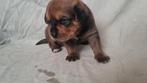 Lieve rottweiler kruising pups, Dieren en Toebehoren, Particulier, Meerdere, 8 tot 15 weken, Meerdere dieren