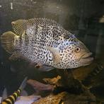 Jaguar cichliden XL, Dieren en Toebehoren, Vis