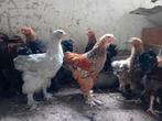 Brahma kippen, Dieren en Toebehoren, Pluimvee, Meerdere dieren, Kip