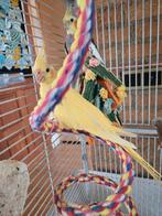 2 valkparkieten, Dieren en Toebehoren, Vogels | Parkieten en Papegaaien, Meerdere dieren, Parkiet