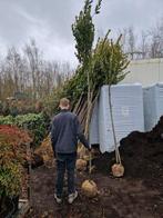 Laurus Nobilis Hoogstam - Prachtige Laurierboom, Ophalen of Verzenden