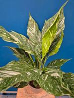 Spathiphyllum Diamond Variegata p17 (3)