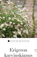 vaste planten, Volle zon, Vaste plant, Zomer, Ophalen