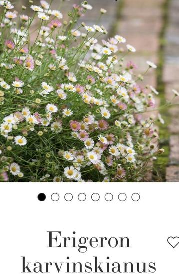 vaste planten  beschikbaar voor biedingen