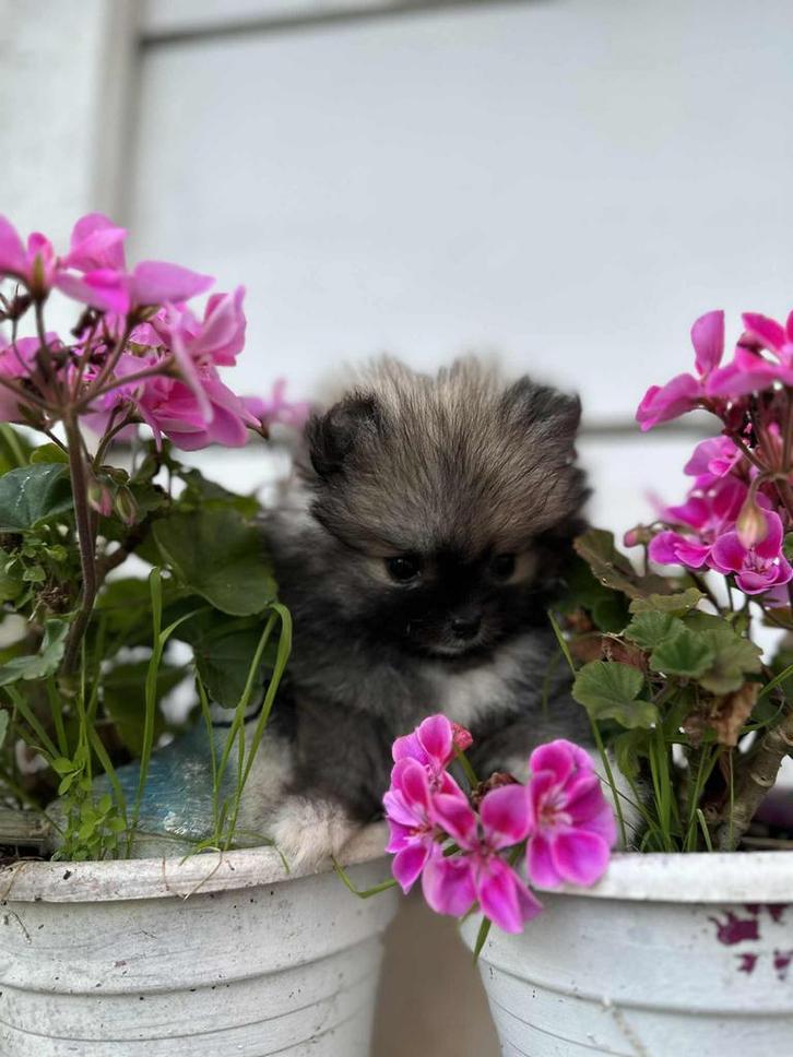 Zwarte Pomeriaan Hondje, Dieren en Toebehoren, Honden | Niet-rashonden, Klein, Teef, Particulier, Meerdere, Nederland, 8 tot 15 weken