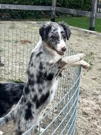 Prachtige mini american shepherd pup, Dieren en Toebehoren, CDV (hondenziekte), 8 tot 15 weken, Teef, Eén hond