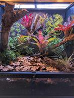 Paludarium 60x45x60cm, Dieren en Toebehoren, Reptielen en Amfibieën | Toebehoren, Ophalen, Zo goed als nieuw, Terrarium of Paludarium