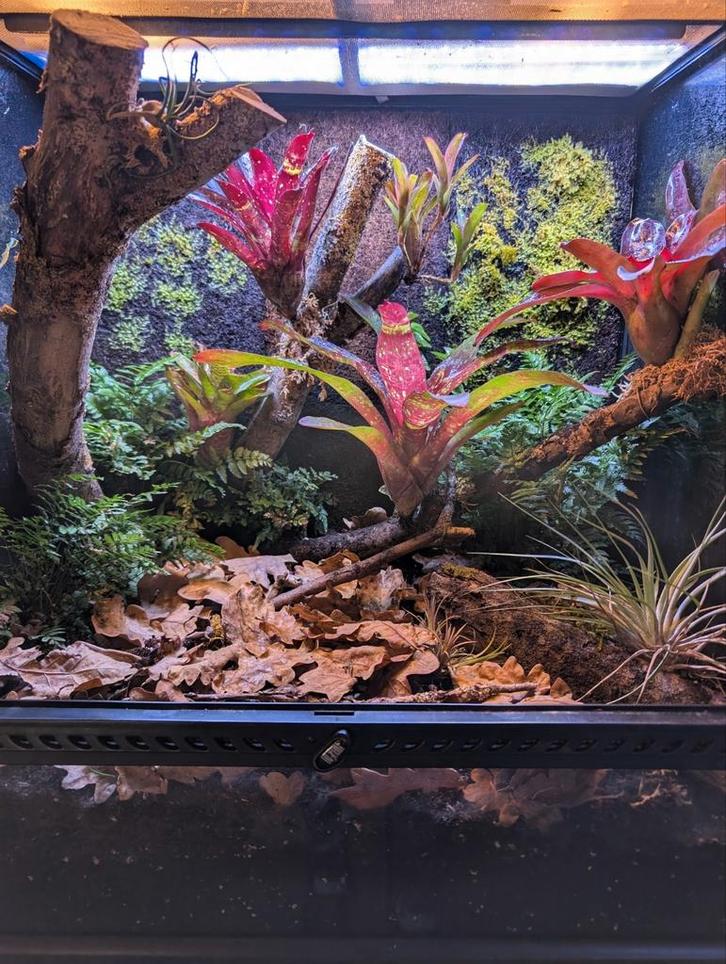 Paludarium 60x45x60cm, Dieren en Toebehoren, Reptielen en Amfibieën | Toebehoren, Zo goed als nieuw, Terrarium of Paludarium, Ophalen