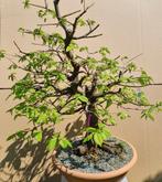 pre Bonsai Carpinus betulus, Ophalen of Verzenden, Overige soorten, Minder dan 100 cm