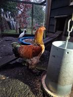 GRATIS jonge meerkleurige brahma haan Columbia Bluff, Dieren en Toebehoren, Pluimvee, Mannelijk, Kip