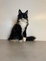 Maine Coon kittens stamboom paspoort ouders getest chip etc, Dieren en Toebehoren, Katten en Kittens | Raskatten | Langhaar, Poes