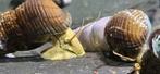 Sulawesi tylomelania olifantslakken, Dieren en Toebehoren, Slak of Weekdier