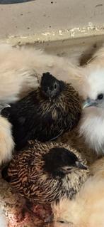 Kruizing zijdehoen x sebright, Dieren en Toebehoren, Vrouwelijk, Kip