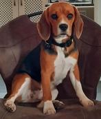 Verwacht: Beaglepups, beagle puppie, Dieren en Toebehoren, Honden | Beagles, Bassets en Lopende honden, Beagle, 8 tot 15 weken