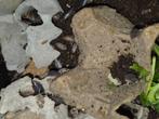 Isopods groep te koop., Dieren en Toebehoren, Juli, Meerdere dieren