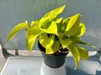 Epipremnum golden pothos pot 12, Huis en Inrichting, Kamerplanten, Ophalen of Verzenden, Overige soorten, Minder dan 100 cm