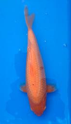 Diverse koi, Dieren en Toebehoren, Vissen | Vijvervissen, Karper of Koi