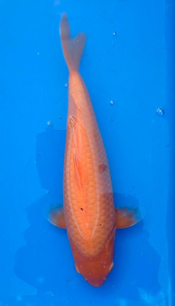 Diverse koi, Dieren en Toebehoren, Vissen | Vijvervissen, Karper of Koi