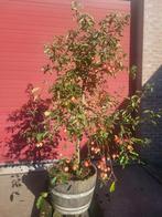 Zeer mooie oude fruitbomen in wijnvat, Ophalen of Verzenden