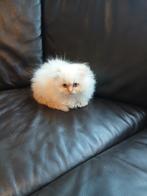 Pers×ragdoll, Dieren en Toebehoren, Katten en Kittens | Raskatten | Langhaar