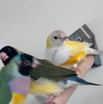 Verschillende soorten tropen, Dieren en Toebehoren, Vogels | Overige Vogels, Meerdere dieren