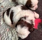 3/4 Shih Tzu 1/4 Maltezer, Dieren en Toebehoren, Honden | Chihuahua's en Gezelschapshonden, Overige rassen, CDV (hondenziekte)