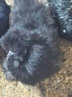 Kriel zijdehoen hennetjes en brahma hennen (groot) te koop!, Dieren en Toebehoren, Pluimvee, Vrouwelijk, Kip